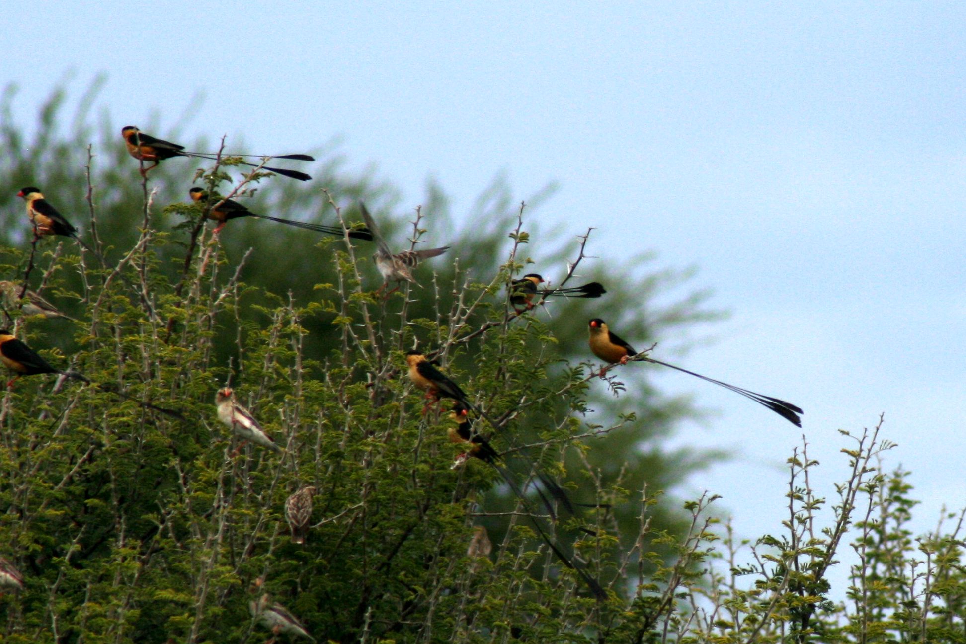 Khutse Game reserve Tour